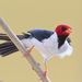 Yellow-billed Cardinal - Photo (c) Greg Lasley, some rights reserved (CC BY-NC), uploaded by Greg Lasley