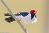 Yellow-billed Cardinal - Photo (c) Greg Lasley, some rights reserved (CC BY-NC), uploaded by Greg Lasley