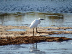 Egretta garzetta