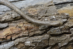 Thamnodynastes sertanejo