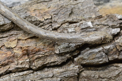 Thamnodynastes sertanejo