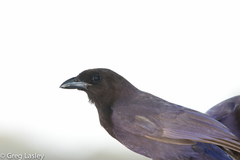 Cyanocorax cyanomelas