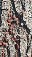 Jadera haematoloma