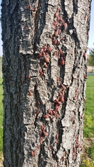 Jadera haematoloma