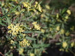 Pimelea microcephala
