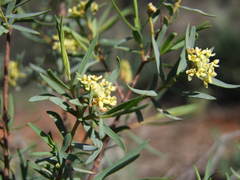 Pimelea microcephala