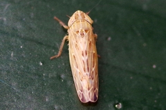 Psammotettix alienus