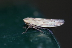 Psammotettix alienus