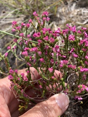 Erica gnaphaloides