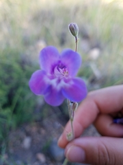 Penstemon dasyphyllus