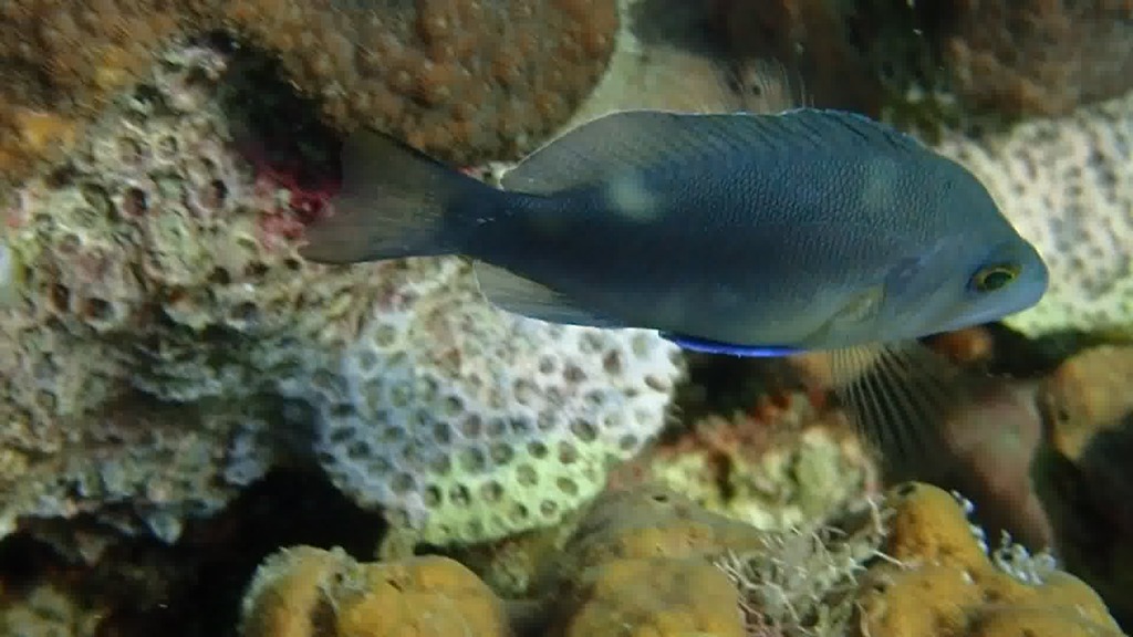 Black hamlet (Hypoplectrus nigricans) — Serranidae