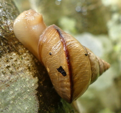 Conulinus