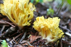 Ramaria cystidiophora