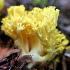 Ramaria cystidiophora