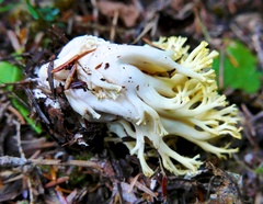 Ramaria cystidiophora