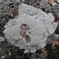 Pertusaria corallina