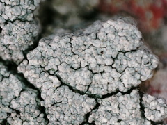 Pertusaria corallina