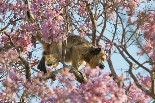 Black-and-gold Howler Monkey, photo 7 of 10