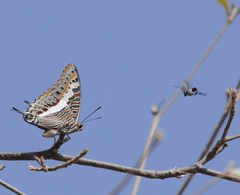 Charaxes saturnus saturnus