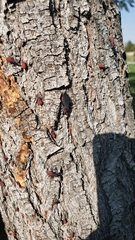 Jadera haematoloma