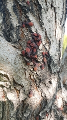 Jadera haematoloma
