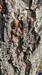Jadera haematoloma