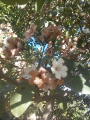 Cordia sonorae