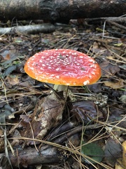 Amanita muscaria