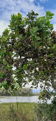 Curatella americana