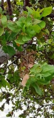 Curatella americana