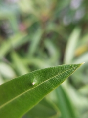 Pseudomonas