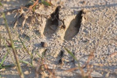 Odocoileus virginianus texanus