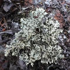 Xanthoparmelia stenophylla