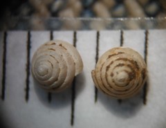 Euconulus fulvus