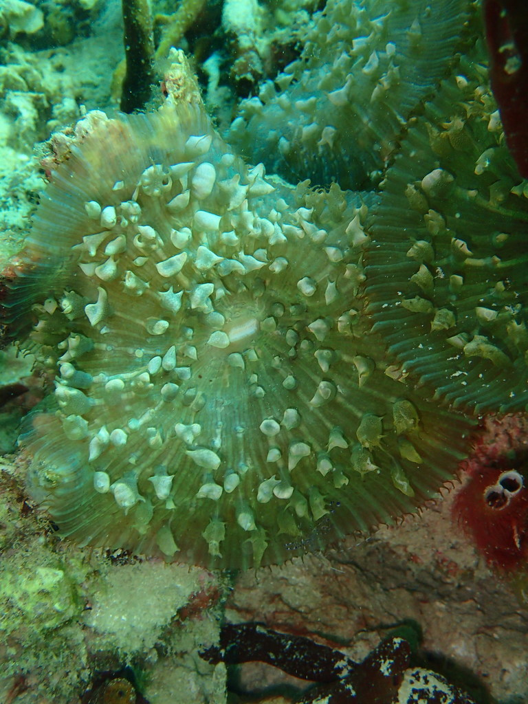 Warty Corallimorph