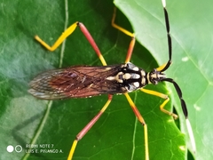 Holhymenia
