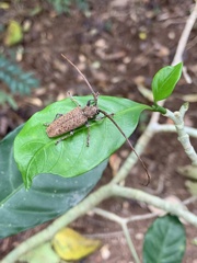 Acalolepta rusticatrix