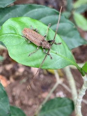Acalolepta rusticatrix