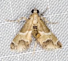 Arescoptera idiotypa