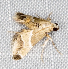 Arescoptera idiotypa