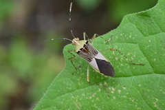 Hypselonotus fulvus