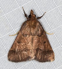 Arippara disticha