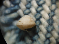 Euconulus fulvus