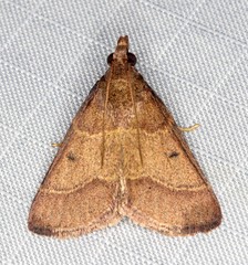 Arippara disticha