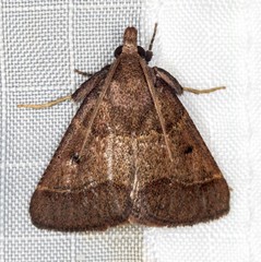 Arippara disticha