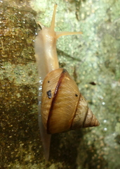 Conulinus