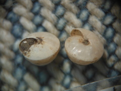 Euconulus fulvus