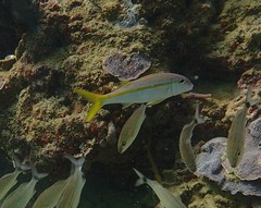 Mulloidichthys martinicus image