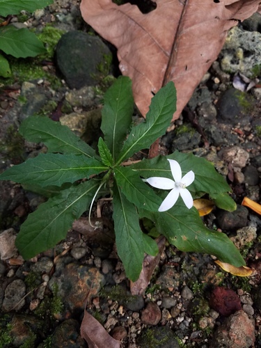 Hippobroma longiflora
