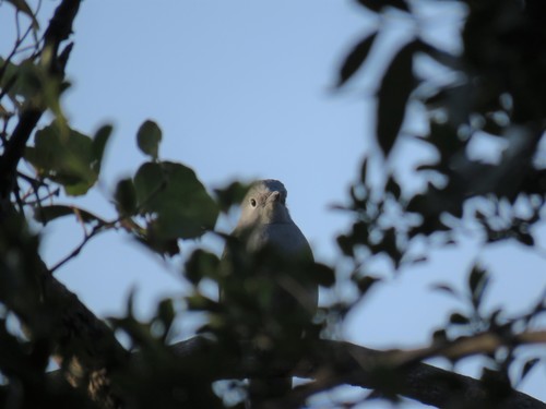 Grey Cuckooshrike (Ceblepyris caesius), photo 3